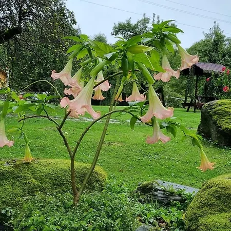 Casa Bunicului Farm stay Vistisoara